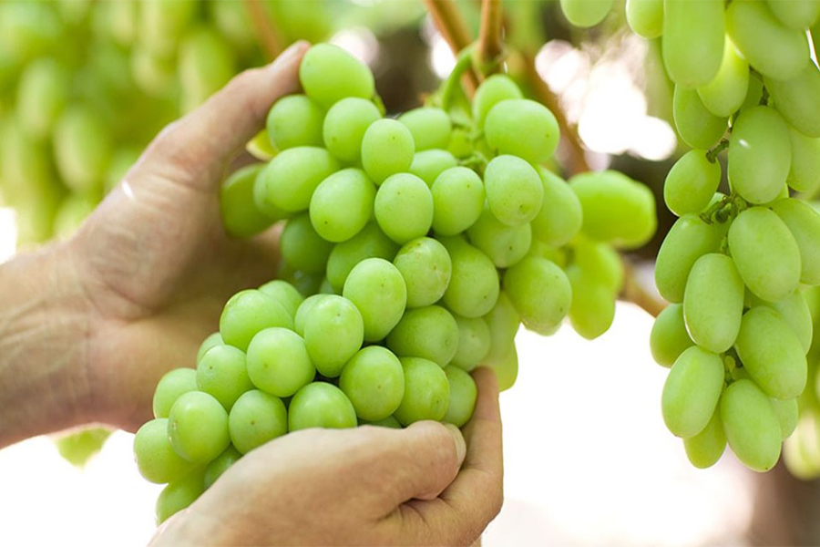 Are Grapes Healthy?