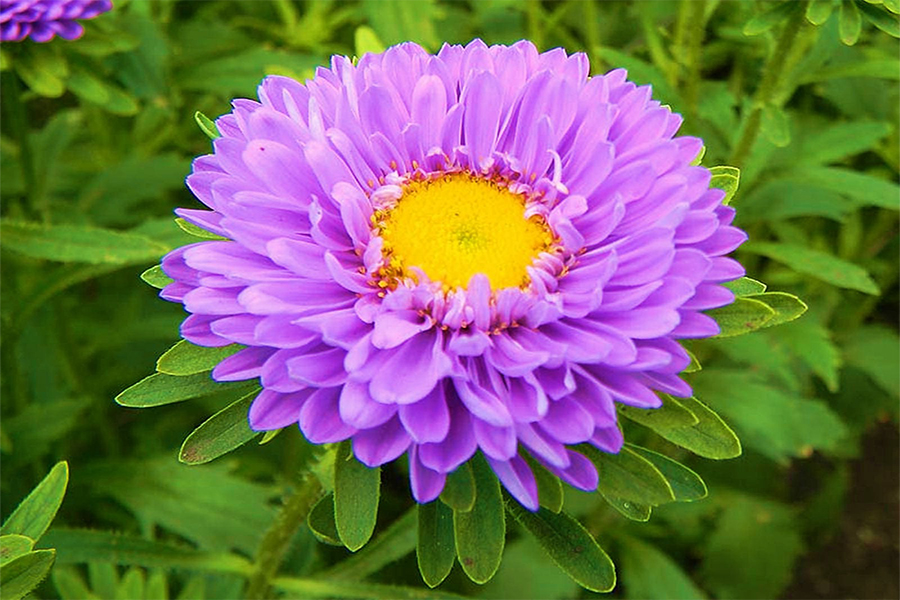 What does aster flower represent?