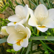 Do freesias grow wild?