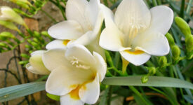 Do freesias grow wild?