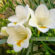 Do freesias grow wild?