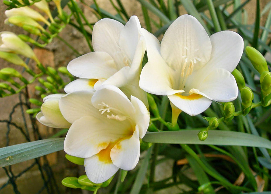 Do freesias grow wild?