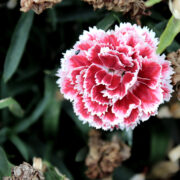 What is the spiritual meaning of carnations?