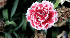 What is the spiritual meaning of carnations?