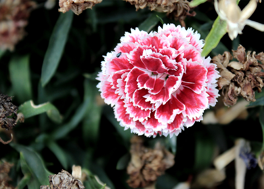 What is the spiritual meaning of carnations?
