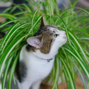 Is lavender toxic for cats?