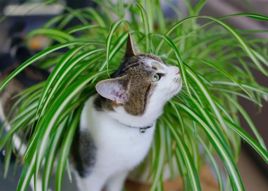 Is lavender toxic for cats?