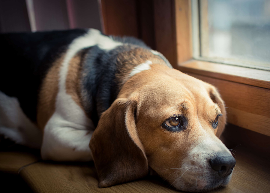 What dog breeds have the most anxiety?
