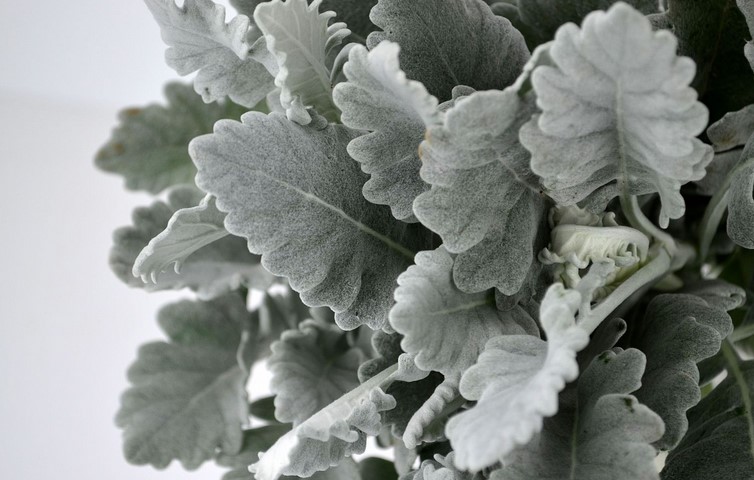 Can dusty miller survive winter?