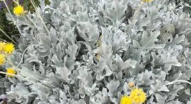 The Dusty Miller Perennial