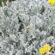 The Dusty Miller Perennial