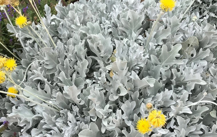 The Dusty Miller Perennial