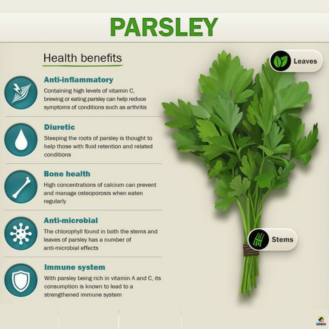 Health Benefits of Parsley benefist Follow