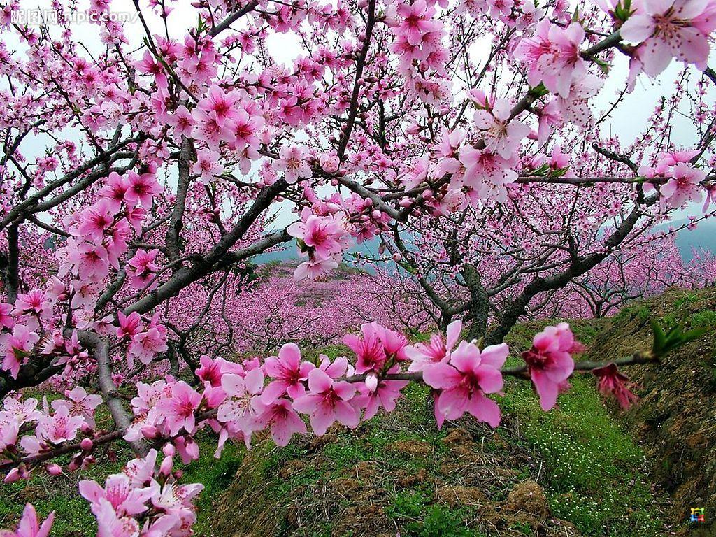 What Flowers Are in Bloom in October?