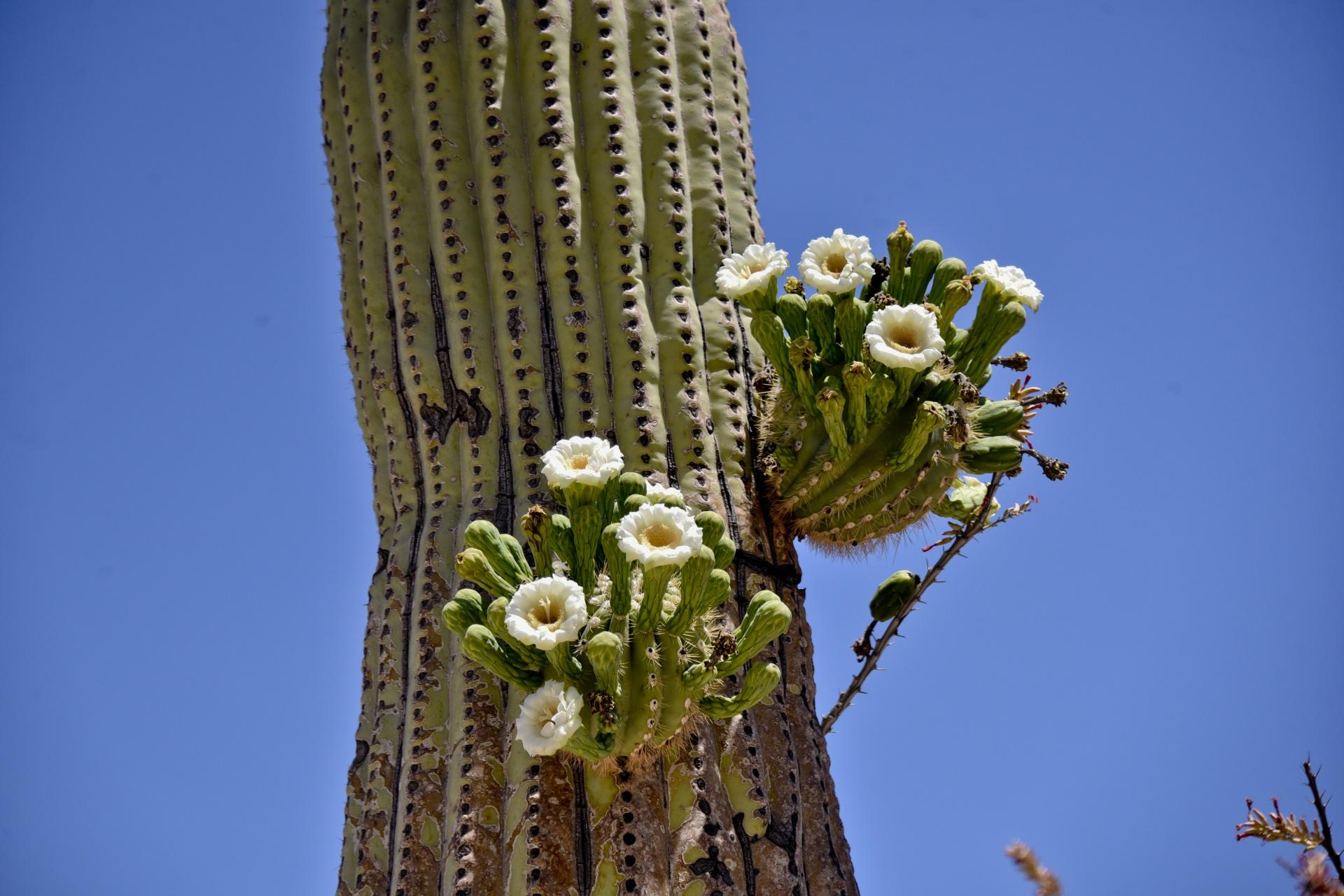 When Do Cactus Flowers Bloom?