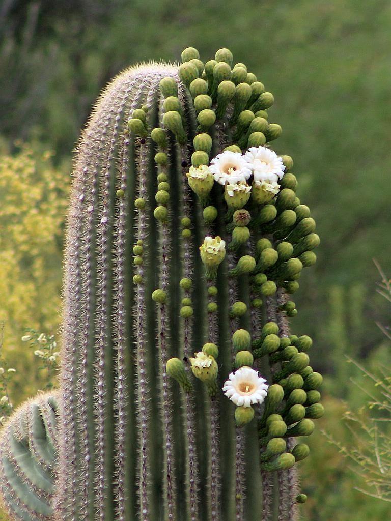 When Do Cactus Flowers Bloom?