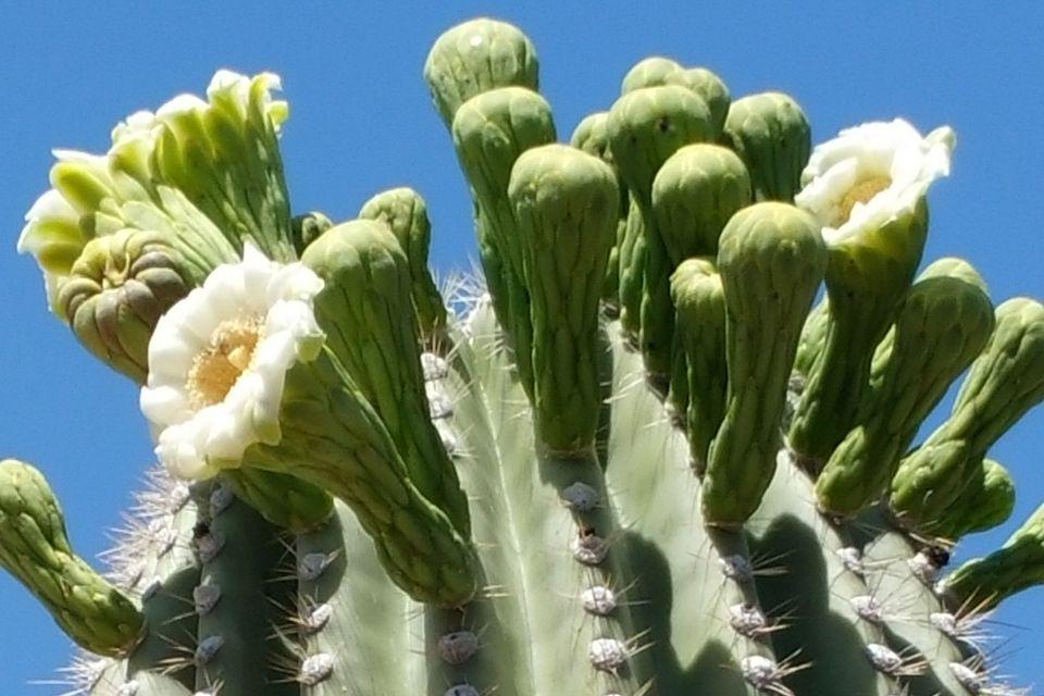 When Do Cactus Flowers Bloom?