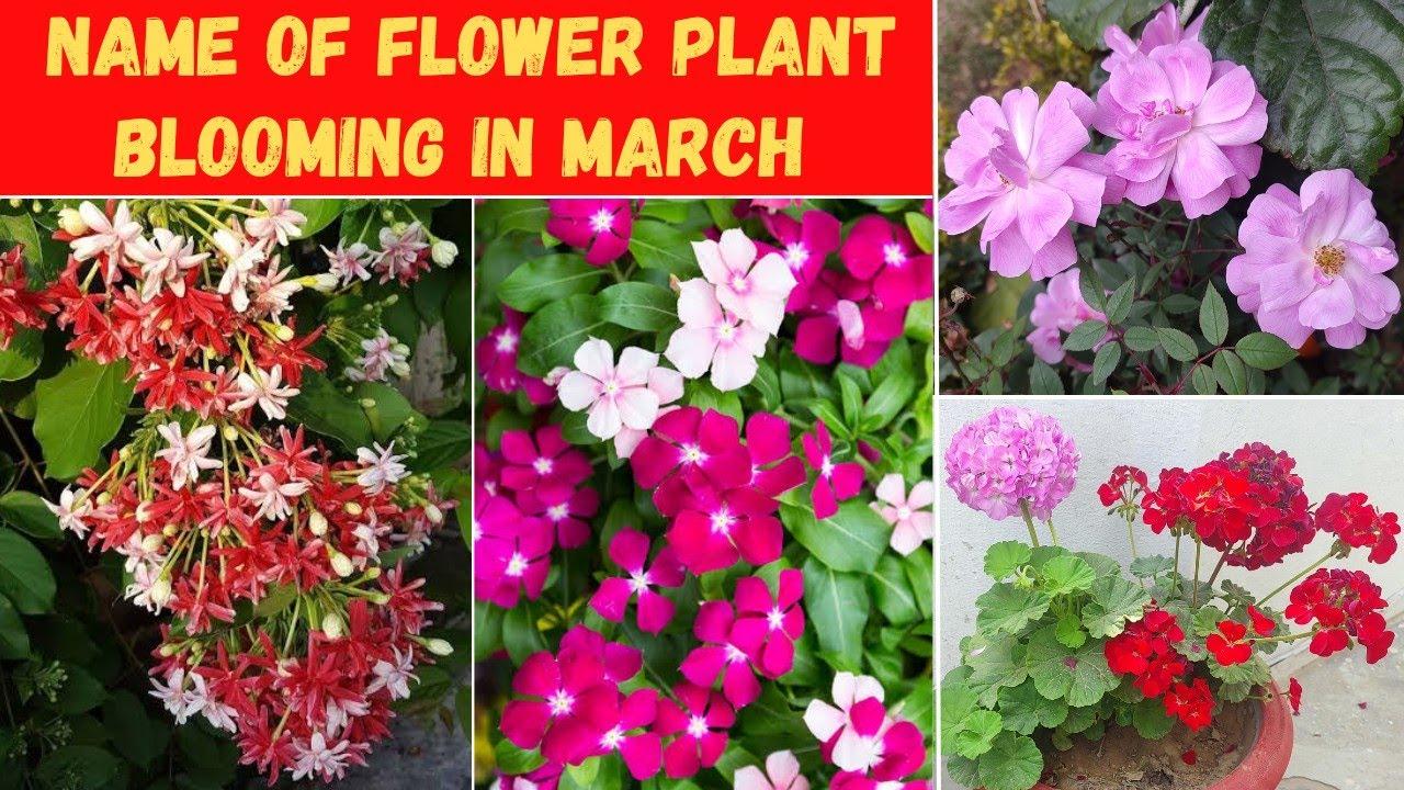 When's the Best Time to Plant Flowers?