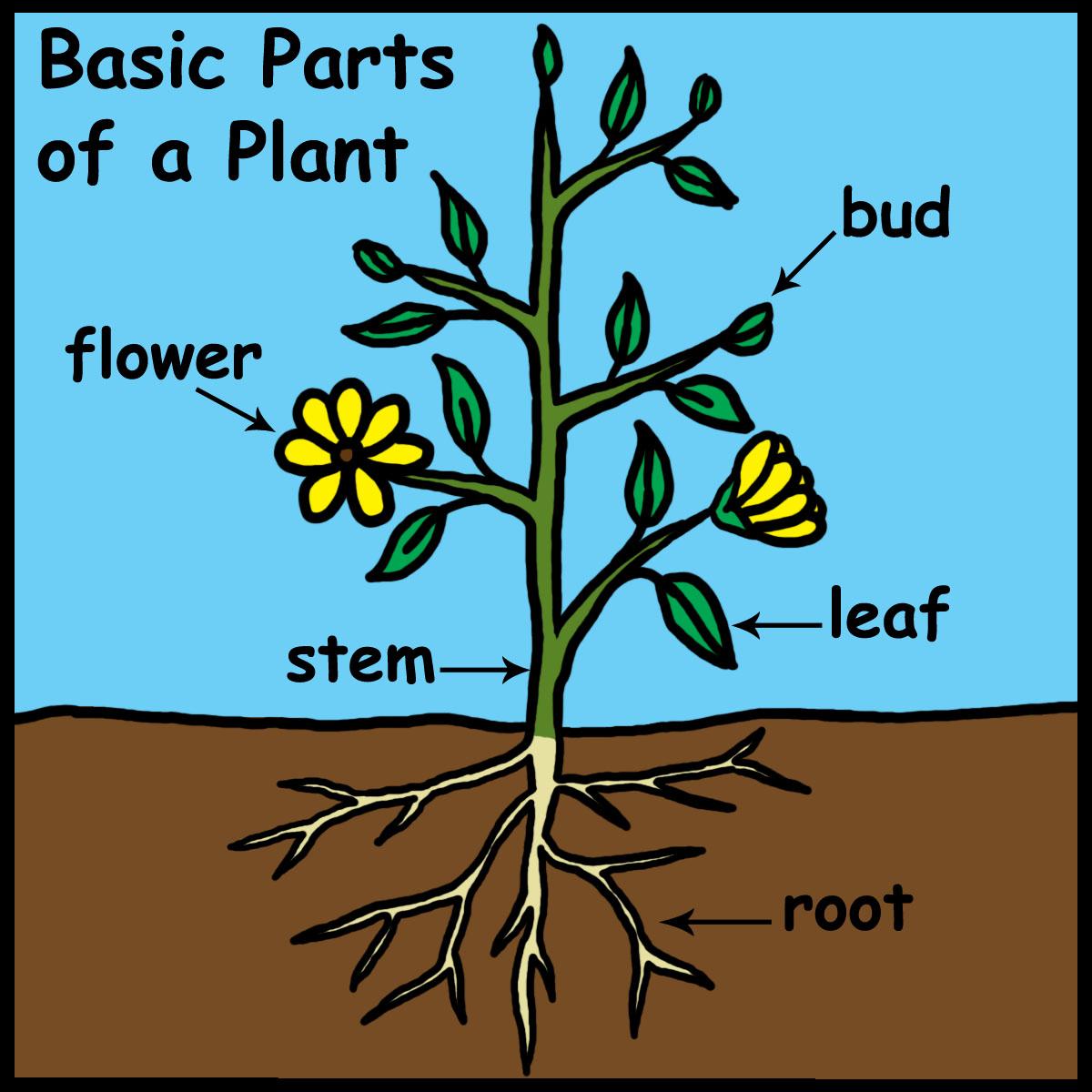 When's the Best Time to Plant Flowers?