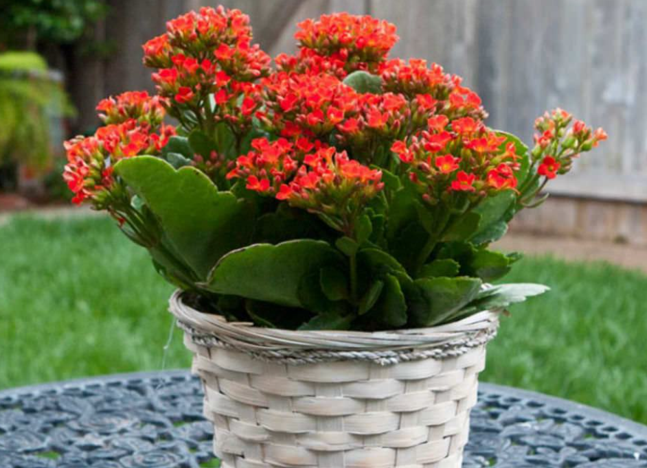 Is Kalanchoe Toxic to Cats