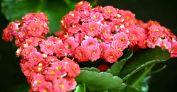 Is Kalanchoe Toxic to Cats