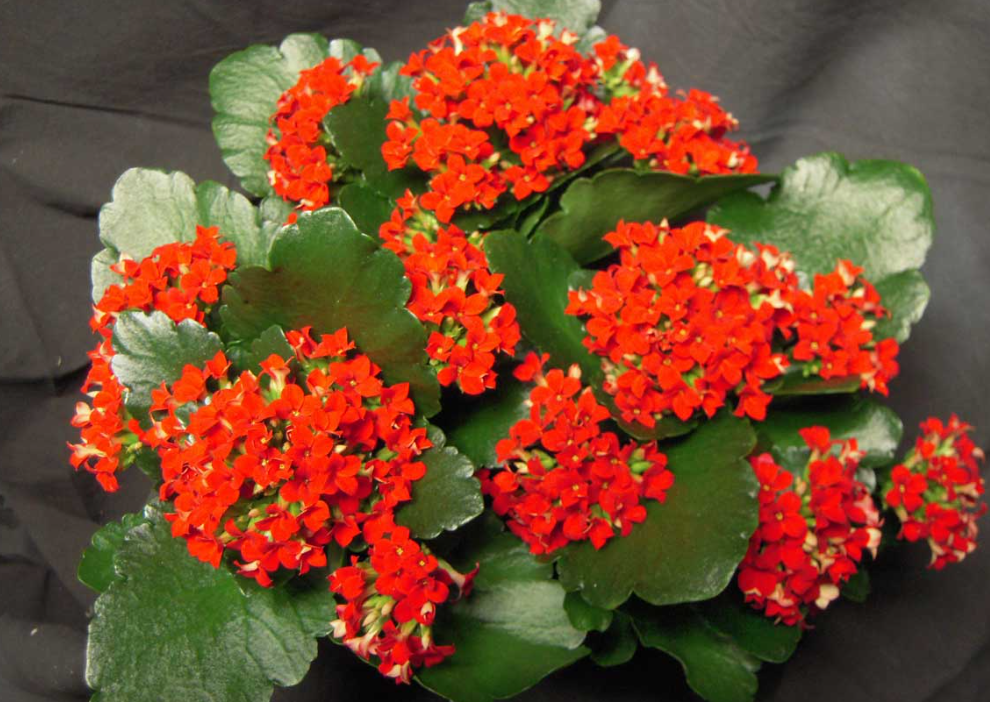 Is Kalanchoe Toxic to Cat
