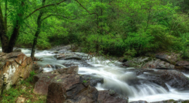 The Most Beautiful Natural Springs in Florida